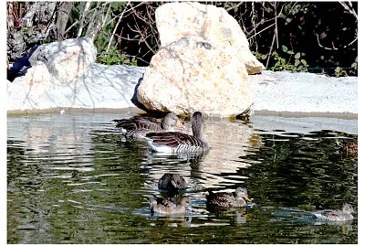 08 Familia de anÃ¡tidas en el Centro de Avifauna