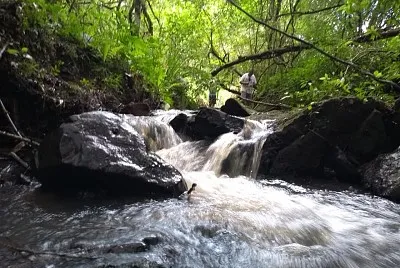 natureza e famÃ­lia