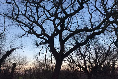 quercia