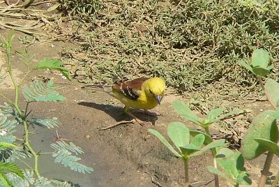 Passero dorato