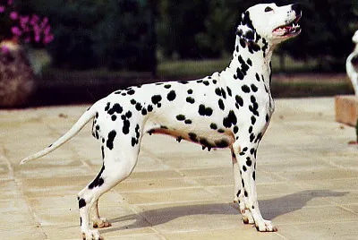 Dalmatiner