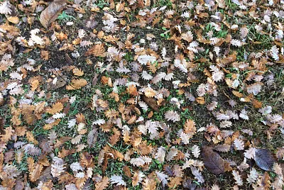 foglie di quercia