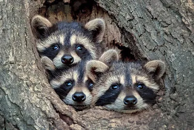 animales