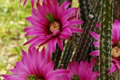 flores