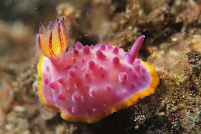 Mexichromis festiva