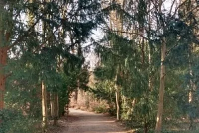 Bosque