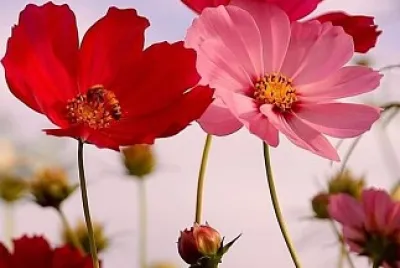 flores