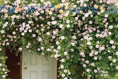flores