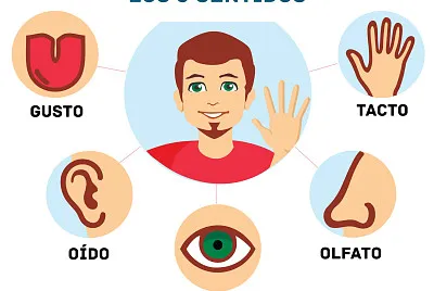 los 5 sentidos