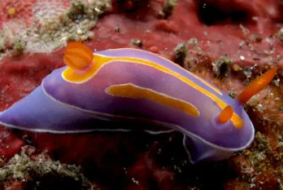 Mexichromis trilineata jigsaw puzzle