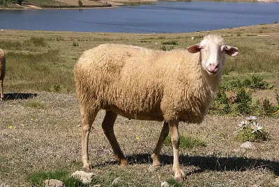 Ruda