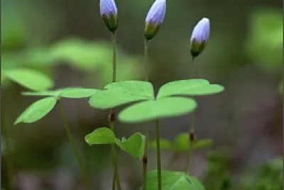 natureza