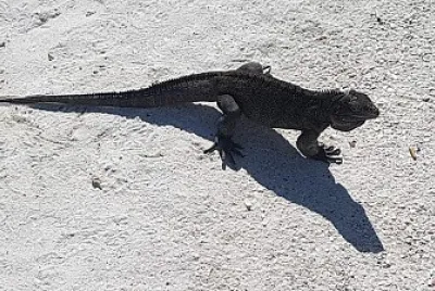 Cayo blanco