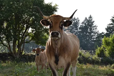 aubrac jigsaw puzzle