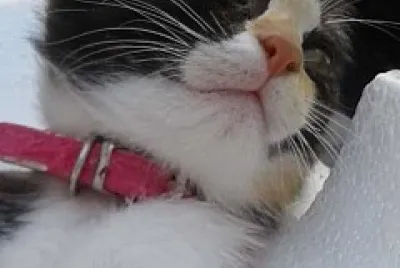 Sophie 2019