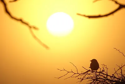 Amanecer