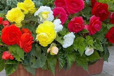 flores