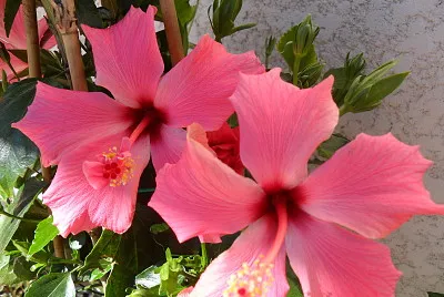hibiscus jigsaw puzzle