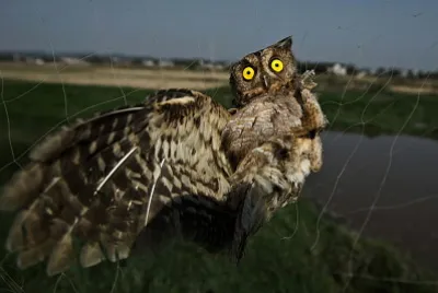 Buho