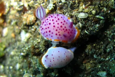 Mexichromis mariei