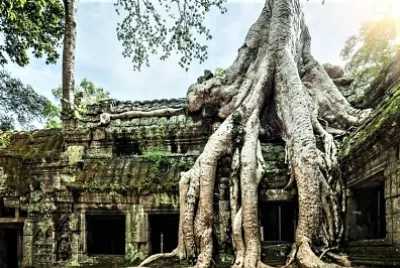 roots