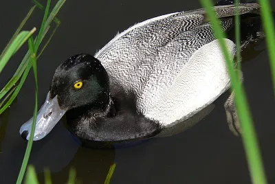 Moretta americana