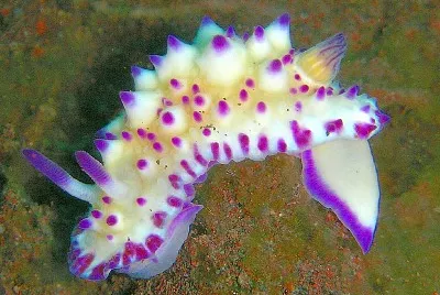 Mexichromis multitubercolata