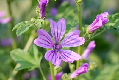 Malva sylvestris