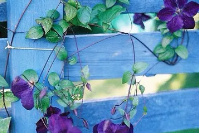 flores