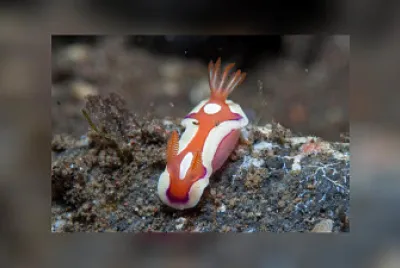 Mexichromis pusilia