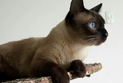 gato