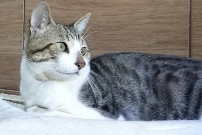 gato