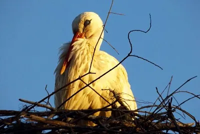 A Cegonha