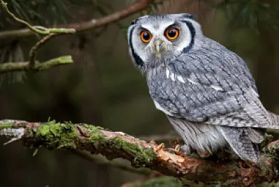 Bhuos, Aves, Pajaros
