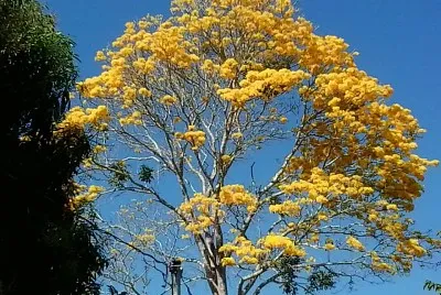 natureza e famÃ­lia