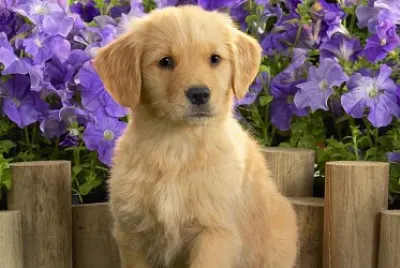 doggie