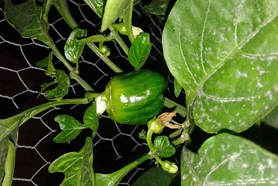 Pimiento