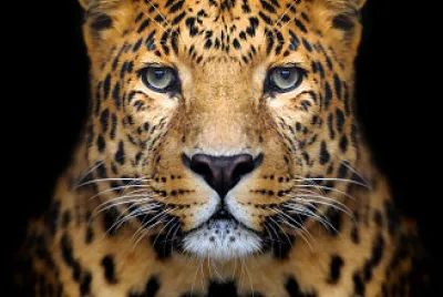 Animal
