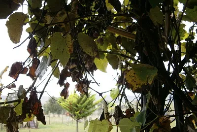 lluvia en ebrero