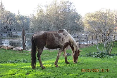×¡×•×¡