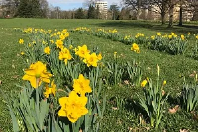 Jonquilles jigsaw puzzle