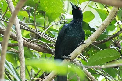 Manucodia ater