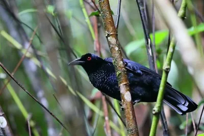 Manucodia chalybatus