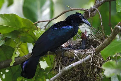 Manucodia jobiensis