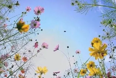 flower
