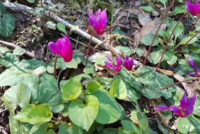 Cyclamens jigsaw puzzle