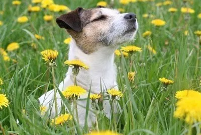 flores