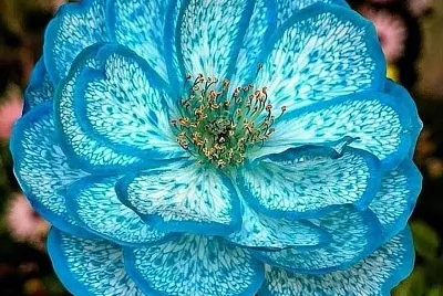 flores