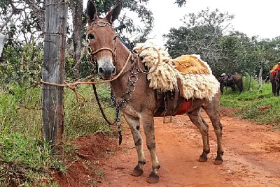 colombiana