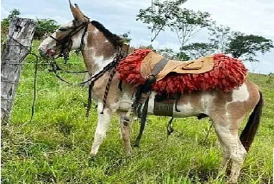 tremenda mula